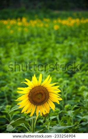 Sun flowers in field Asia alternative cash crops