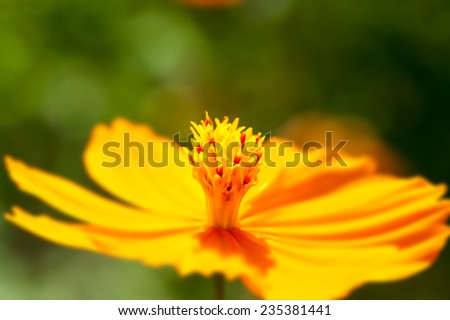 Yellow flower insect re-population Asia