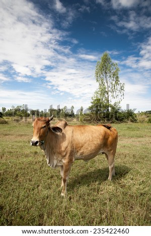 Cow in field with big ears agriculture in Asia