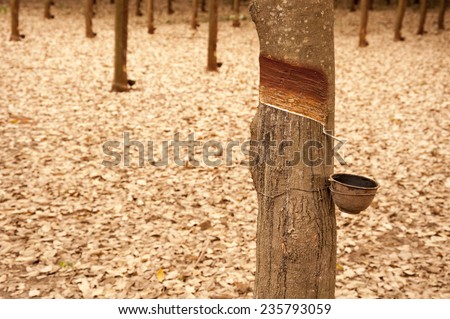 Rubber tree plantation Asia farming and agriculture forests of rubber tree lack of natural diversity