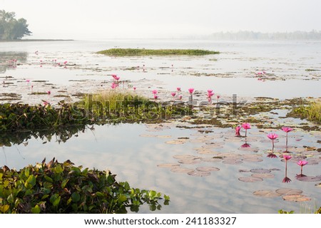 Pink lilly pads Misty landscape water rivers lakes Asia global ecology
