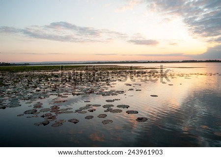 giant water lilies Asia sunset