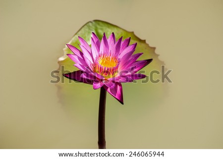 Isolated purple lily flower and leaf