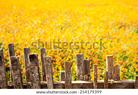 Old wooden fence with orange flowers in background