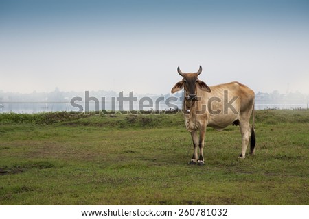 Cow on farmland misty background Asia farming and agriculture