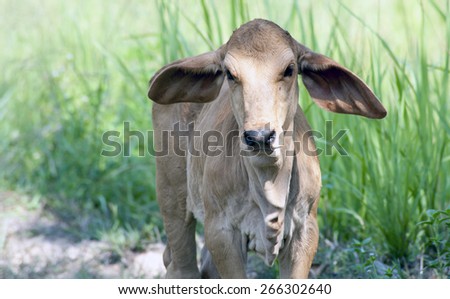 Big eared cattle farming livestock Asia
