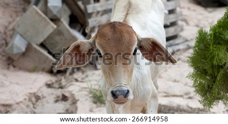 Long eared cow  rubbish background Asia farming and agriculture