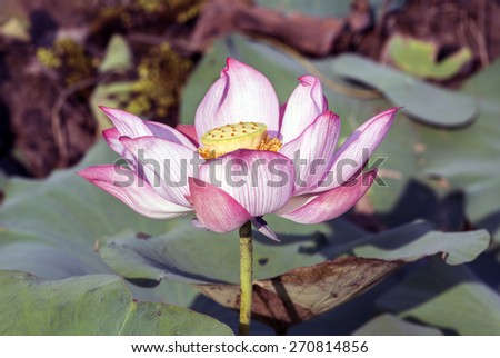 Pink and yellow Lotus flower planting insect re-population Asia