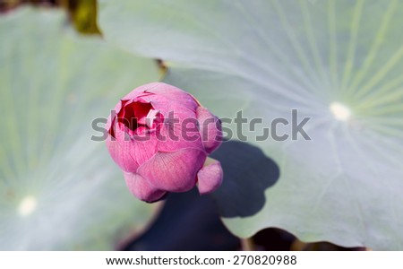 Lotus flower  planting insect re-population Asia