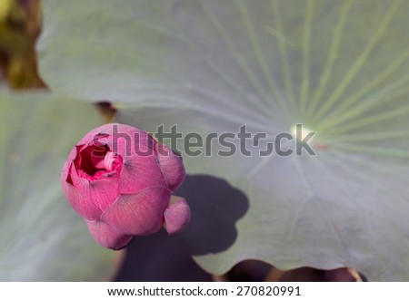 Lotus flower  planting insect re-population Asia