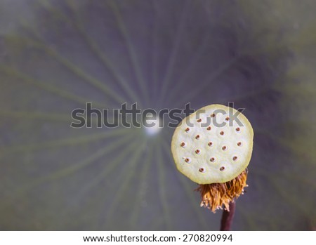 Lotus flower seed planting insect re-population Asia