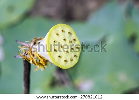 Lotus flower seed planting insect re-population Asia