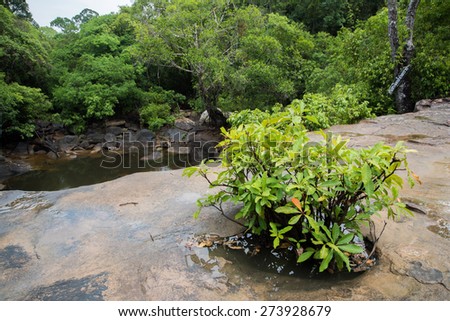 Jungle walks forest treks tropical forest trees flowers and flora of the world
