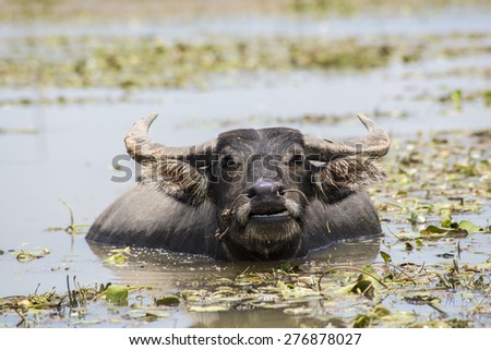 Buffalo feeding in lake Asia farming livestock