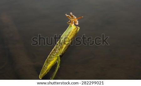 Dragon fly with damaged wings insects of the world
