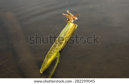Dragon fly with damaged wings insects of the world