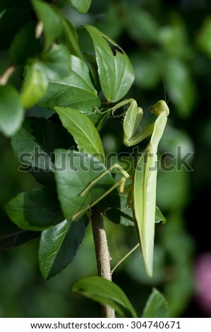 Green praying mantis on native plants Asia