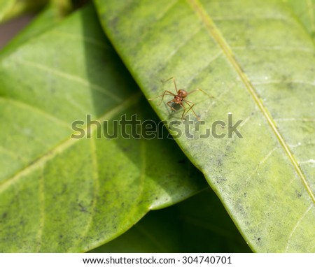 Leaf cutter ant on mango leaves Asia looking straight in to camera.