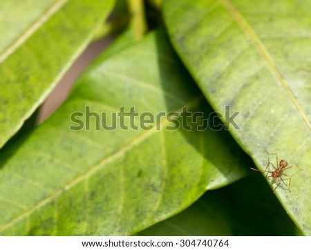 Leaf cutter ant on mango leaves Asia looking straight in to camera.