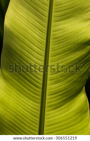 Banana plants and leaves Asia. Natural abstract image produced my mother nature on planted earth.