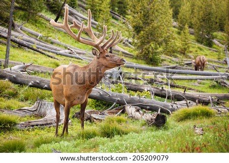 Bull elk in Yellowstone park in summer