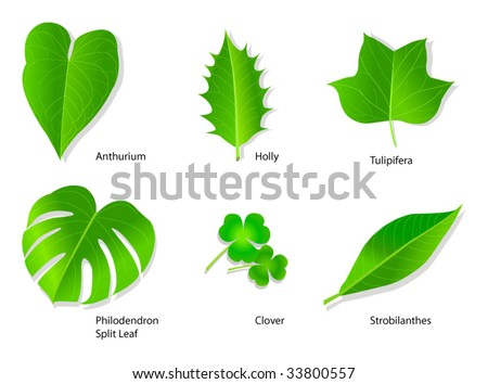 Leaf Names
