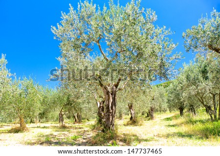 Beautiful Olive trees, Umbria, Italy