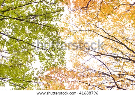 on white background yellow and green leaves crown of the tree