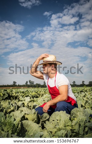 farmer at cabbage field
