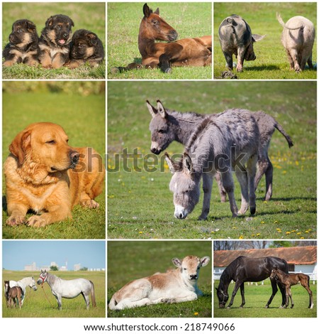 Collage of Farm Animals