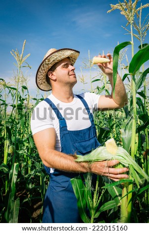 Farmer inspecting corn plant in field