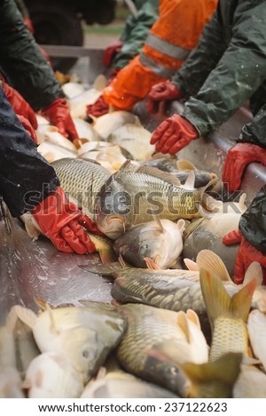 Fisherman at Work/Fishing Industry