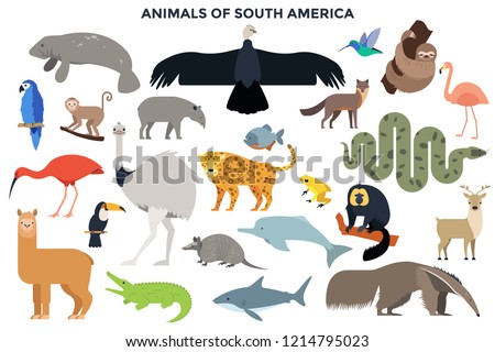 Collection of wild jungle and forest animals, birds, marine mammals, fish of South America. Bundle of cute cartoon characters isolated on white background. Colorful vector illustration in flat style.