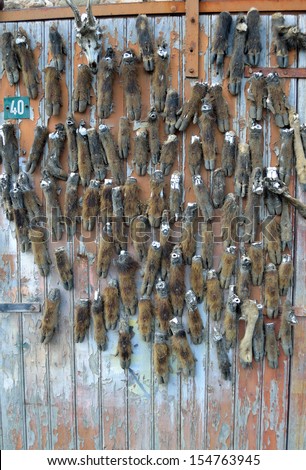 Bages, Aude, France: September 12th 2013: The custom of Hunters in Southern France to attach animal parts to the door.