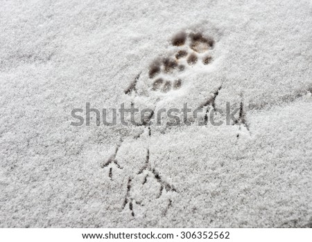 Cat Pursuing Bird Snow Prints
