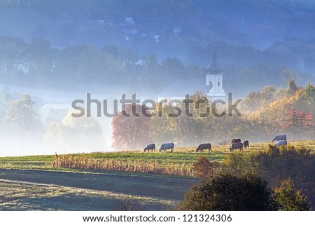 autumn grazing in the early morning fog lit by the sun