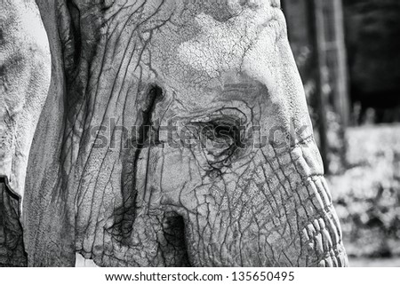 black and white elephant head detail
