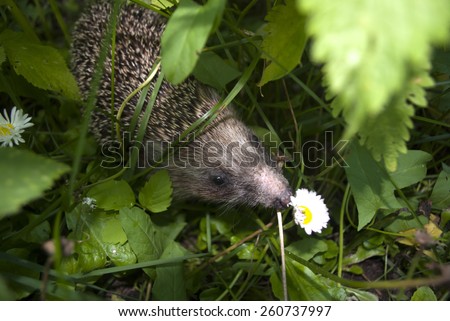 Near a cottages in Moscow suburbs settled hedgehog. He ceased to be afraid of people.