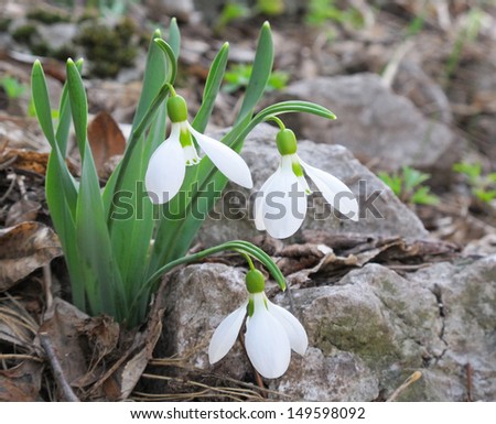 Snowdrop Flowers A group of Snowdrop - Galanthus - flowers