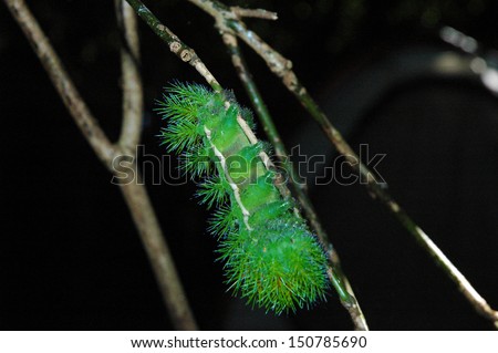 Taturana (Lonomia OblÃ?Â­qua) This is a very dangerous caterpillar. The poison on the bristles can be injected into the skin. It is possible to kill a person by an anaphylatic shock.