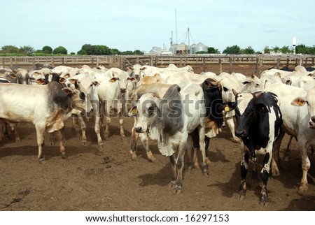 zebu beef cattle
