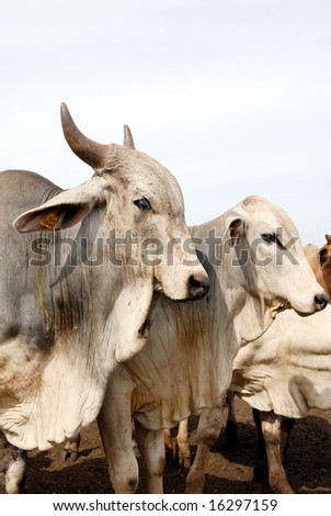 Closeup of zebu cattle, a close relative of cow, common livestock in tropical climate, such as Brazil and India