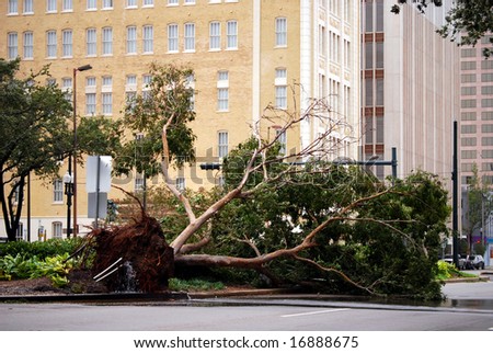 NEW ORLEANS - SEPT 1: A fallen tree lies on the ground after Hurricane Gustav on September 1, 2008 in downtown New Orleans.