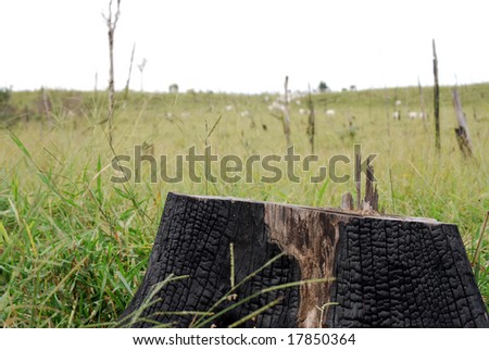 Closeup of a burned stump, all that is left of a Brazilian rainforest after it was cut and burned to expand cattle ranching, visible in the background