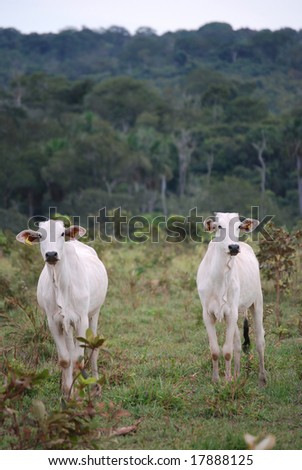 Ranching In The Amazon. +ranching+in+the+amazon+