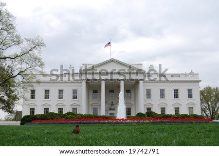 Spring at the White House in Washington DC, with one American Robin in the grass