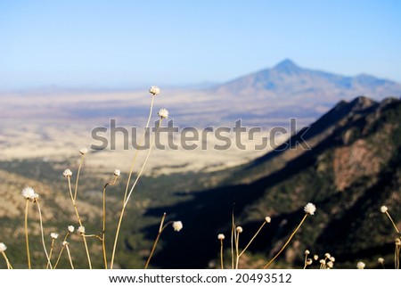 Desert landscape from Miller Peak towards the east, Sierra Vista, Arizona, and the Mexican border, with narrow focus on foreground flowers