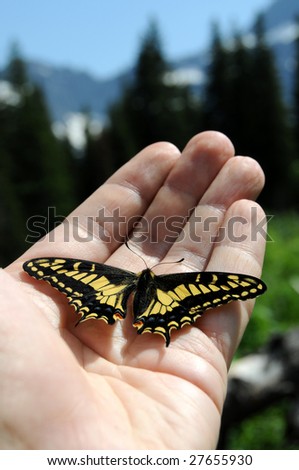 Swallowtail butterfly resting on hand in Glacier National Park in Montana. The Old World Swallowtail (Papilio machaon) is a butterfly of the family Papilionidae. Narrow DOF.