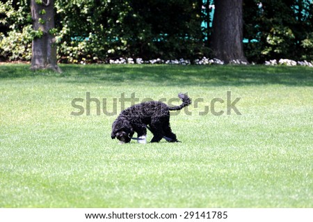 WASHINGTON - APRIL 24: First dog, Bo, walks freely on the South Lawn of the White House on April 24, 2009 in Washington. Bo, a Portuguese water dog, was adopted by the president\'s family on April 14, 2009.