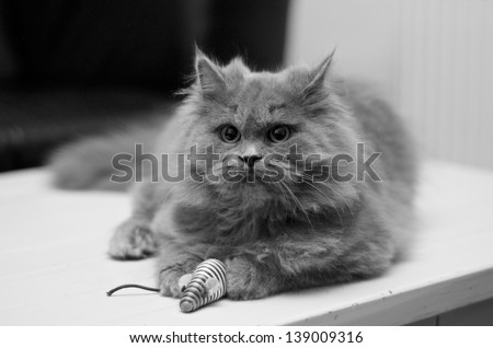 British Longhair Cat with Toy Mouse